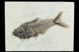 6.2" Fossil Fish (Diplomystus) - Green River Formation - #129548-1